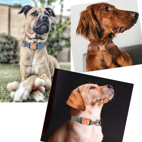 Personalized Nylon Dog Collar FajarShuruqSA
