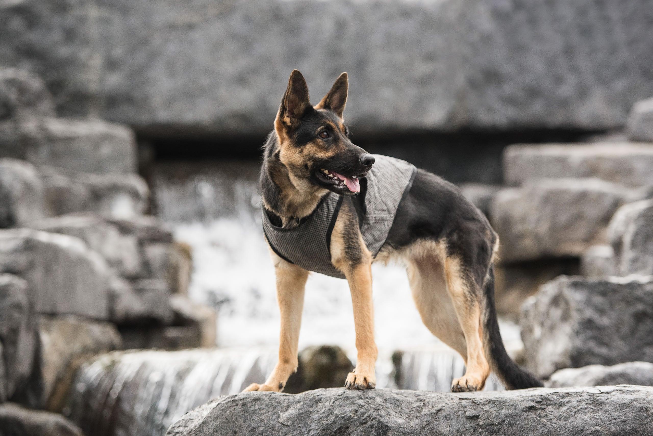 US Army Dog Cooling Vest - Grey FajarShuruqSA